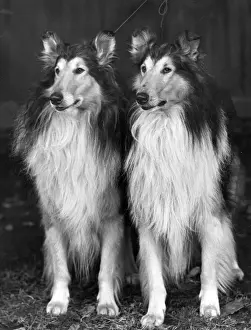 FALL / ROUGH COLLIE / 1953