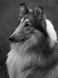 Collie Prints: FALL / ROUGH COLLIE / 1955