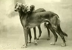 Imported Gallery: FALL / SALUKI / 1926