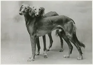 Images Dated 30th August 2018: FALL / SALUKI / 1926
