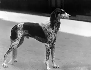 FALL / SALUKI / 1931