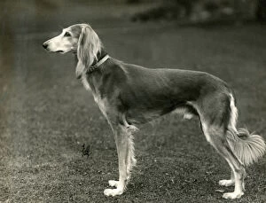 Images Dated 30th August 2018: FALL / SALUKI / 1933