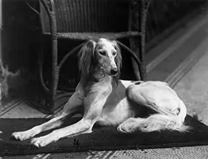 FALL / SALUKI / 1933