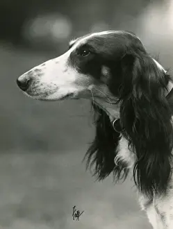 FALL / SALUKI / 1933