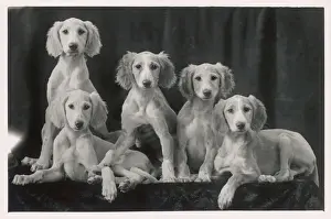 Saluki Prints: Fall - Saluki - 1934