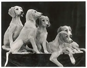 Fall - Saluki - 1934