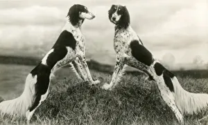 Images Dated 30th August 2018: FALL / SALUKI / 1935