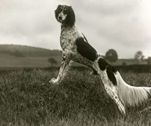 FALL / SALUKI / 1935
