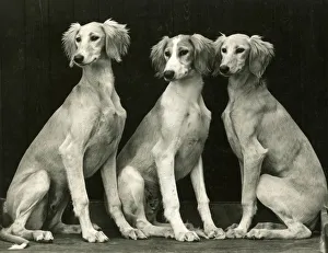 Images Dated 30th August 2018: FALL / SALUKI / 1940
