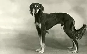 Images Dated 30th August 2018: FALL / SALUKI / 1946