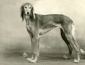 Images Dated 30th August 2018: FALL / SALUKI / 1953