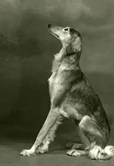 FALL / SALUKI / 1953