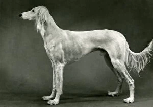 Images Dated 30th August 2018: FALL / SALUKI / 1960