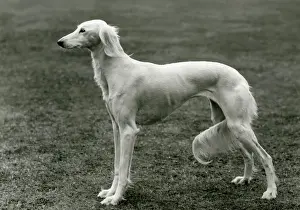 FALL / SALUKI / 1960