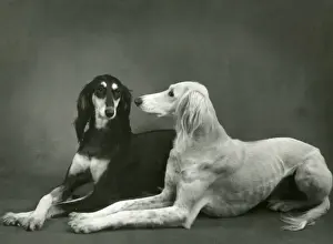 FALL / SALUKI / 1960