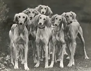 %unrestricted Prints: Fall - Saluki Group - 1925