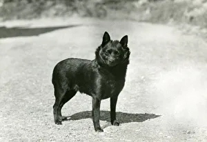 Images Dated 30th August 2018: FALL / SCHIPPERKE / 1953