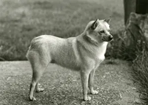 Images Dated 30th August 2018: FALL / SCHIPPERKE / 1964