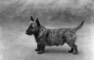 FALL / SCOTTISH TERR. / 1909