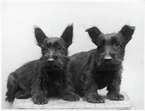 Breeds Collection: Fall / Scottish Terr. / 1933
