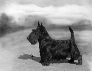 FALL / SCOTTISH TERR. / 1934