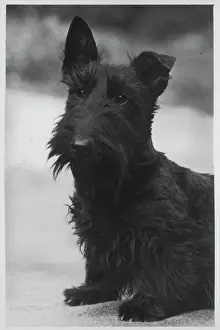 Fall / Scottish Terr. / 1939