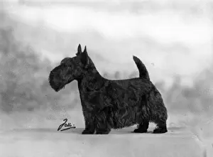 Monty Prints: FALL / SCOTTISH TERR. / 1947