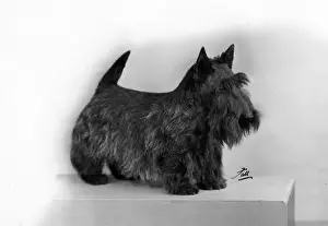 Meyer Prints: FALL / SCOTTISH TERR. / 1957