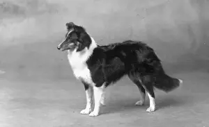 Sheepdog Prints: FALL / SHETLANDSHEEPDOG / 29