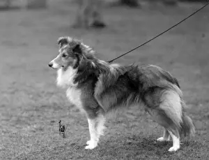 FALL / SHETLANDSHEEPDOG / 30