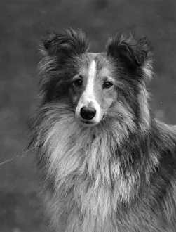 FALL / SHETLANDSHEEPDOG / 38