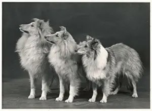 FALL / SHETLANDSHEEPDOG / 53