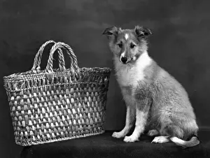 FALL / SHETLANDSHEEPDOG / 53