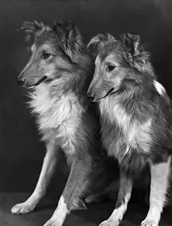 FALL / SHETLANDSHEEPDOG / 55