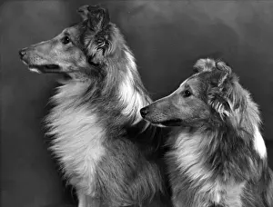 FALL / SHETLANDSHEEPDOG / 55