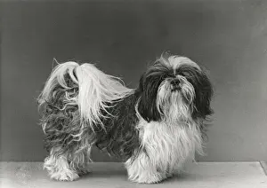 FALL / SHIH TZU / 1954