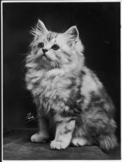 Adorable Gallery: Fall / Silver Tabby / 1936