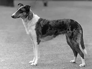 Collie Prints: FALL / SMOOTH COLLIE / 1936