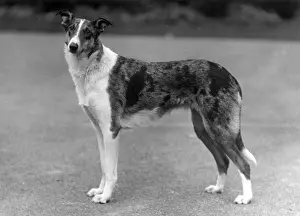 FALL / SMOOTH COLLIE / 1936