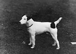 FALL / SMOOTH FOX TERRIER