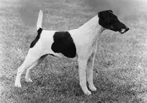 FALL / SMOOTH FOX TERRIER