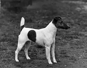 FALL / SMOOTH FOX TERRIER