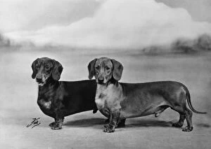 Images Dated 17th August 2018: Fall / Smooth-haired dachshunds owned by Mr J E Langdale