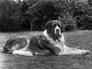 FALL / ST. BERNARD / 1930