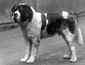 FALL / ST. BERNARD / 1937
