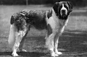 FALL / ST. BERNARD / 1945