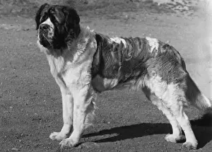 FALL / ST. BERNARD / 1961