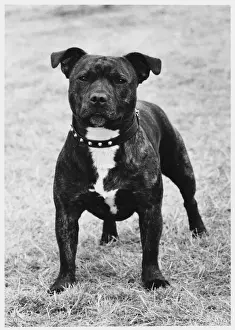 FALL / STAFF. BULL TERRIER
