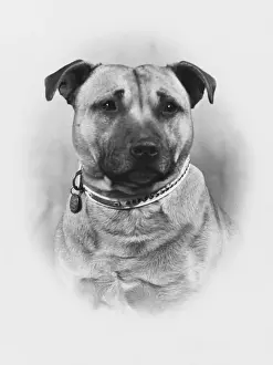 FALL / STAFF. BULL TERRIER