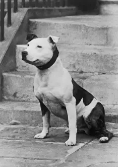 FALL / STAFF. BULL TERRIER